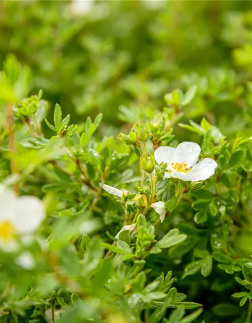 Potentilla fruticosa 'Abbotswood'