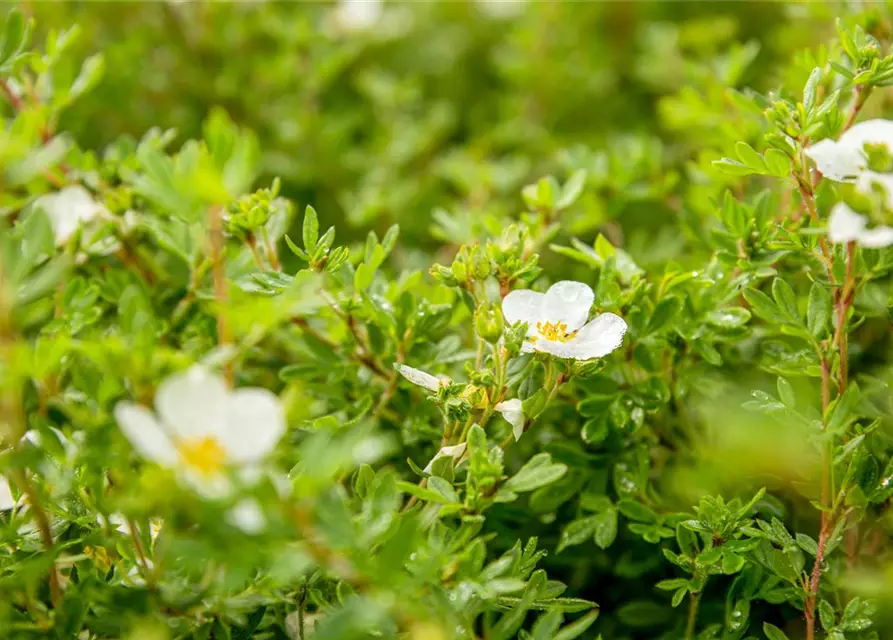 Potentilla fruticosa 'Abbotswood'