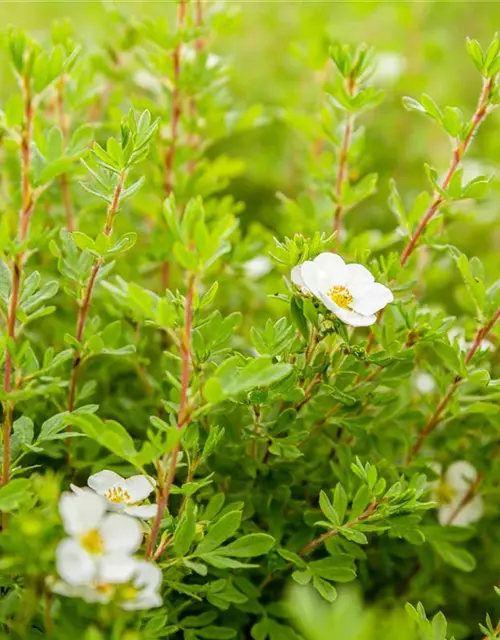 Potentilla fruticosa 'Abbotswood'