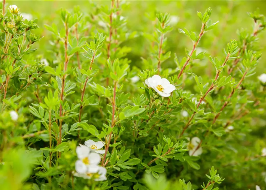 Potentilla fruticosa 'Abbotswood'