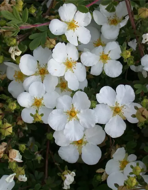 Potentilla fruticosa 'Abbotswood'