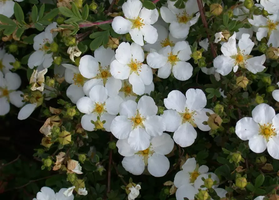 Potentilla fruticosa 'Abbotswood'