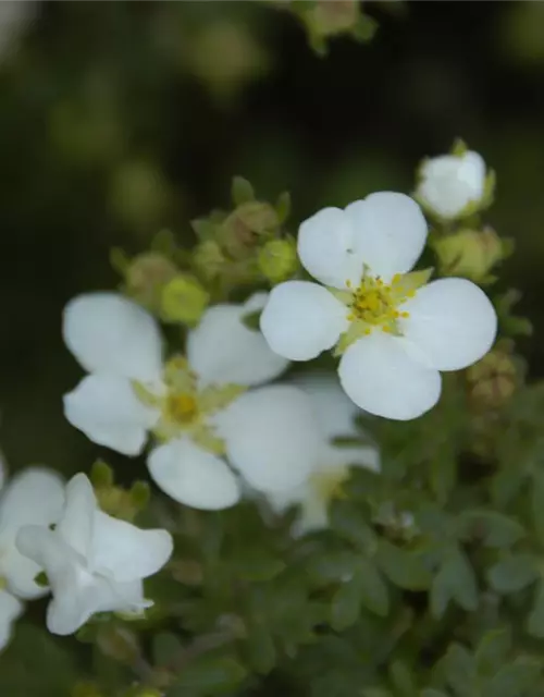 Potentilla fruticosa 'Abbotswood'