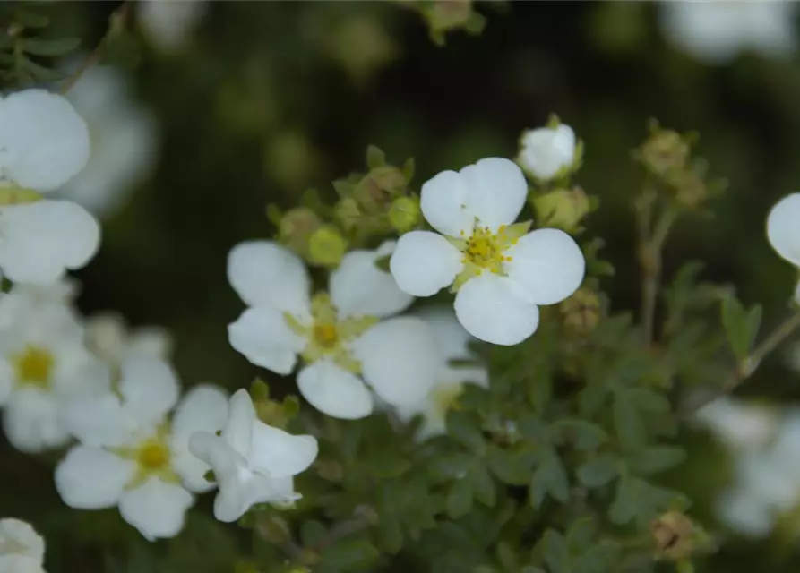 Potentilla fruticosa 'Abbotswood'