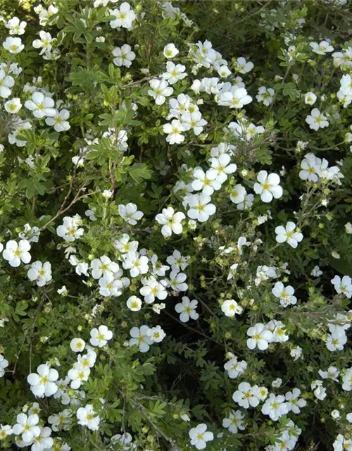 Potentilla fruticosa 'Abbotswood'