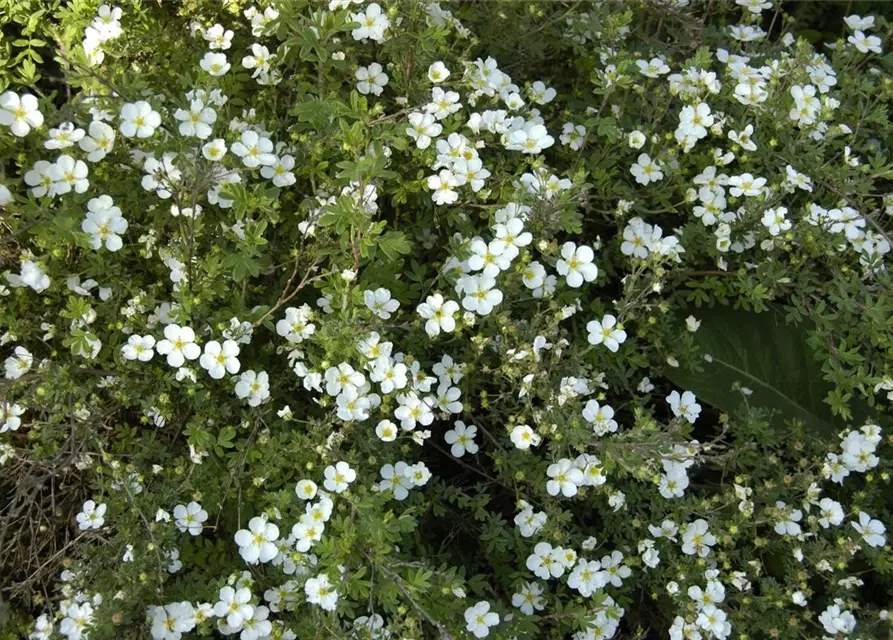 Potentilla fruticosa 'Abbotswood'