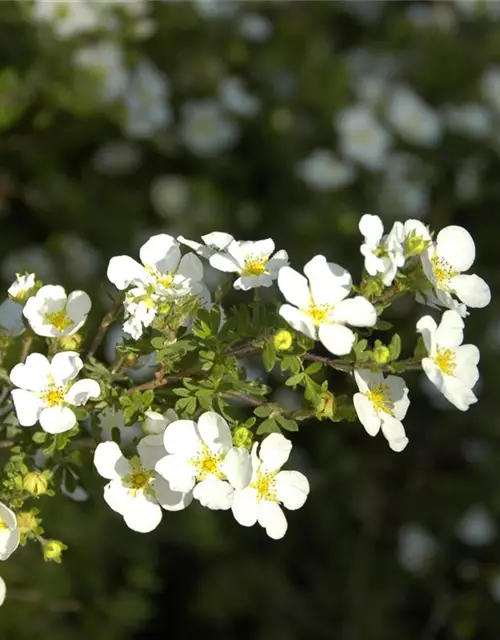 Potentilla fruticosa 'Abbotswood'