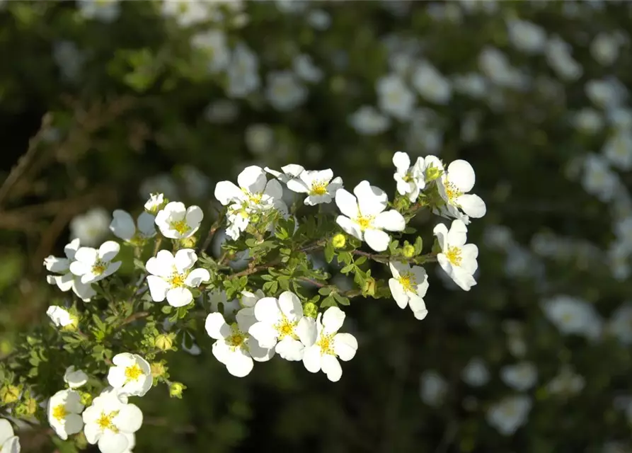 Potentilla fruticosa 'Abbotswood'