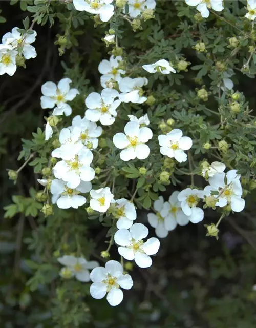 Potentilla fruticosa 'Abbotswood'