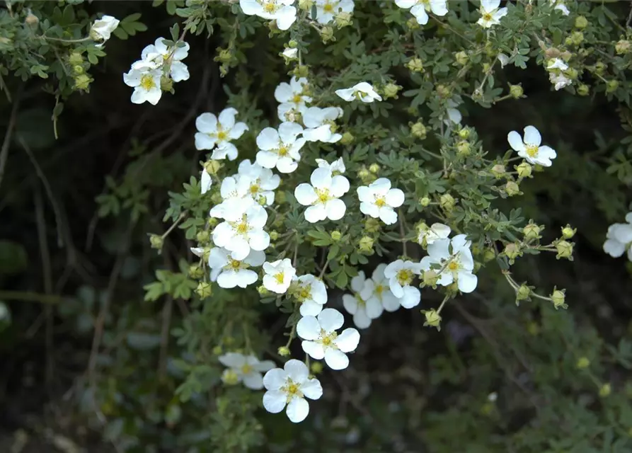 Potentilla fruticosa 'Abbotswood'