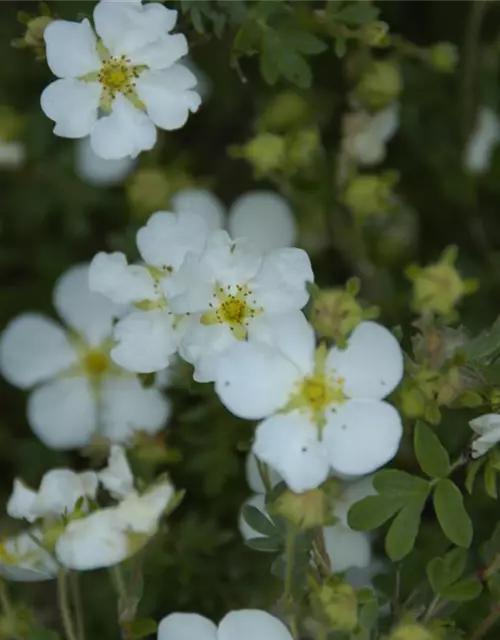 Potentilla fruticosa 'Abbotswood'