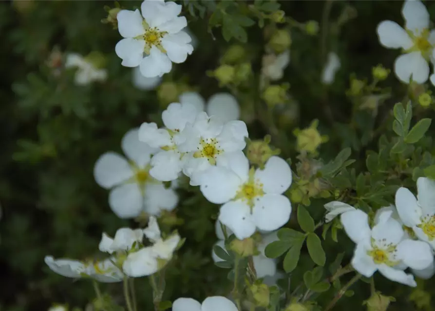 Potentilla fruticosa 'Abbotswood'