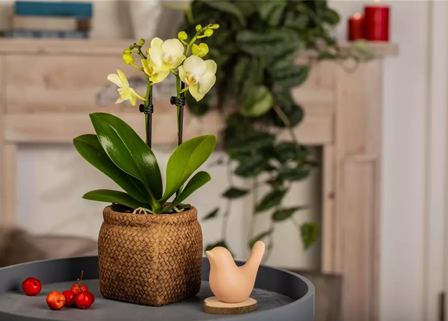 Phalaenopsis Mini