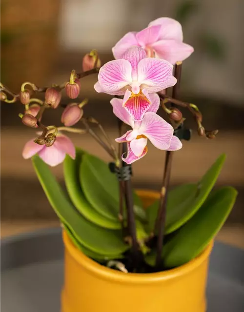 Phalaenopsis Mini