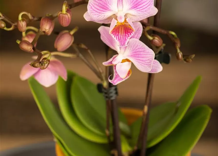 Phalaenopsis Mini