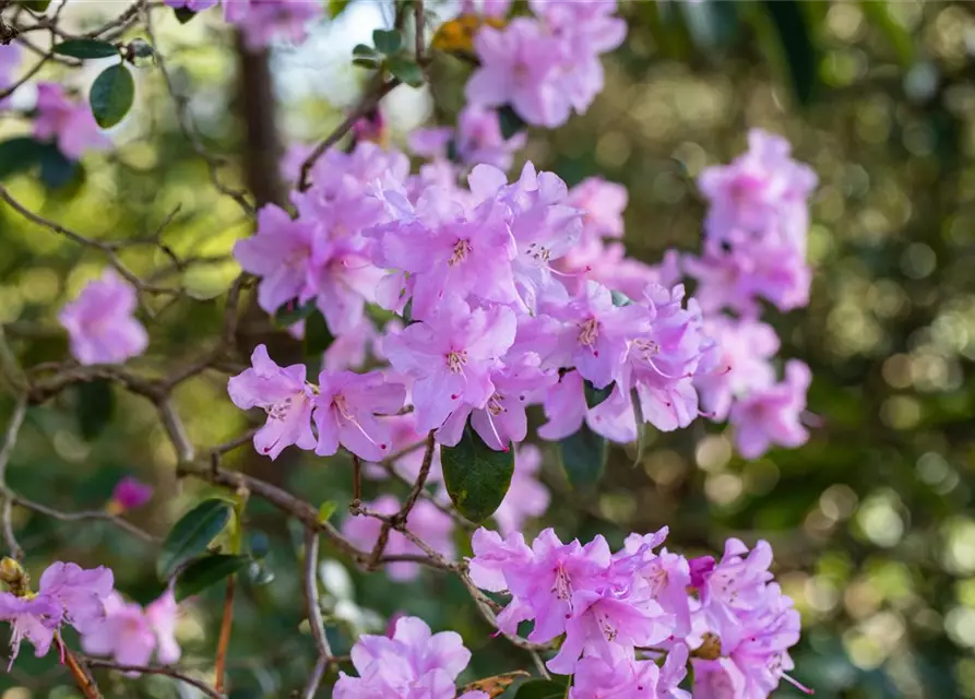 Rhododendron 'Praecox'