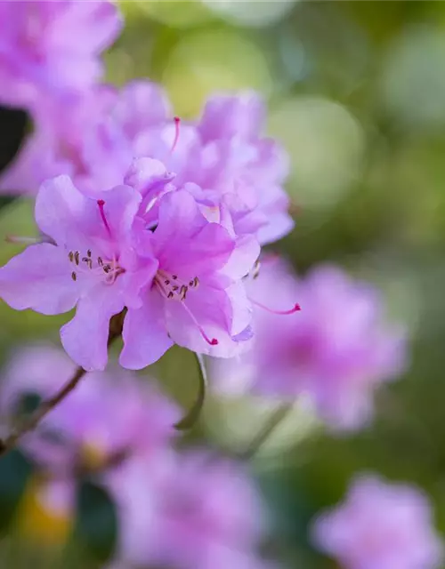 Rhododendron 'Praecox'