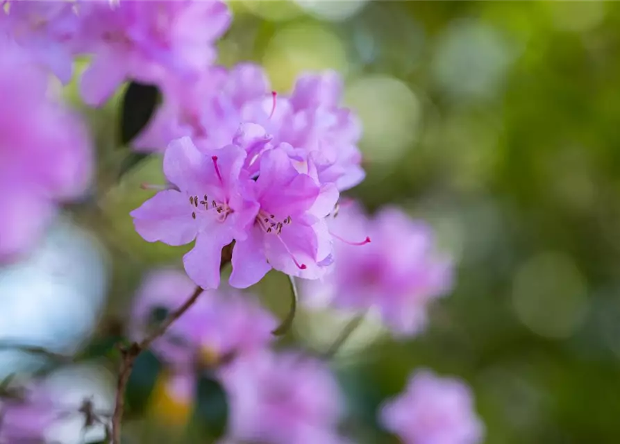 Rhododendron 'Praecox'