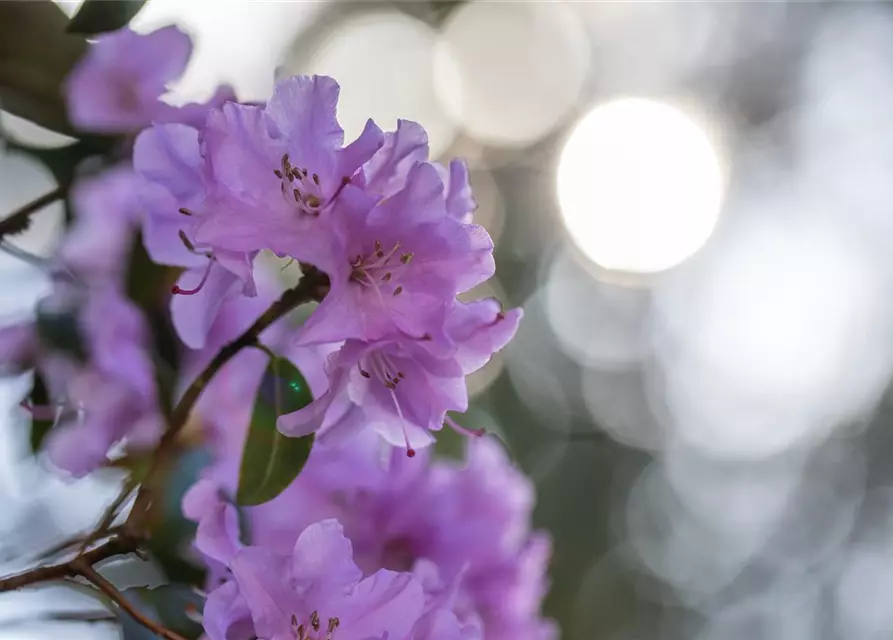 Rhododendron 'Praecox'