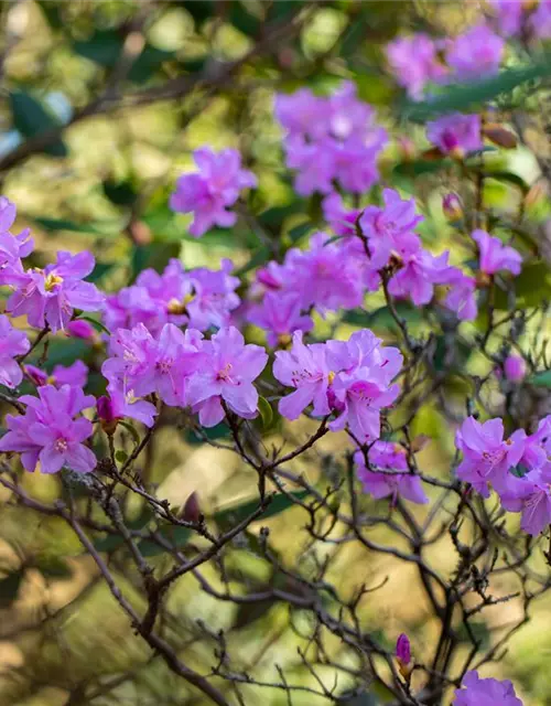 Rhododendron 'Praecox'