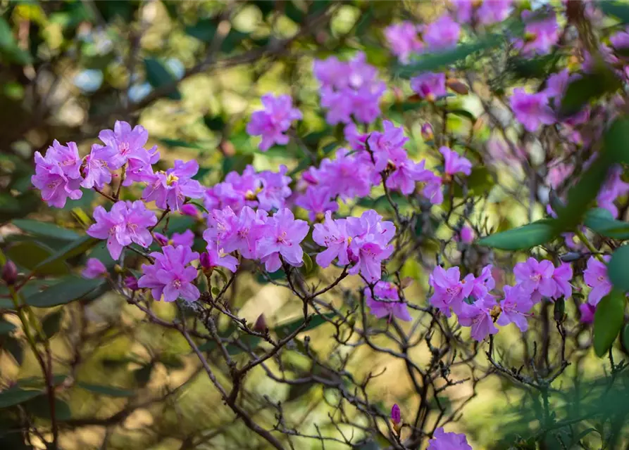 Rhododendron 'Praecox'