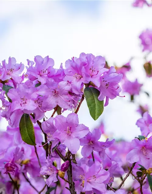 Rhododendron 'Praecox'