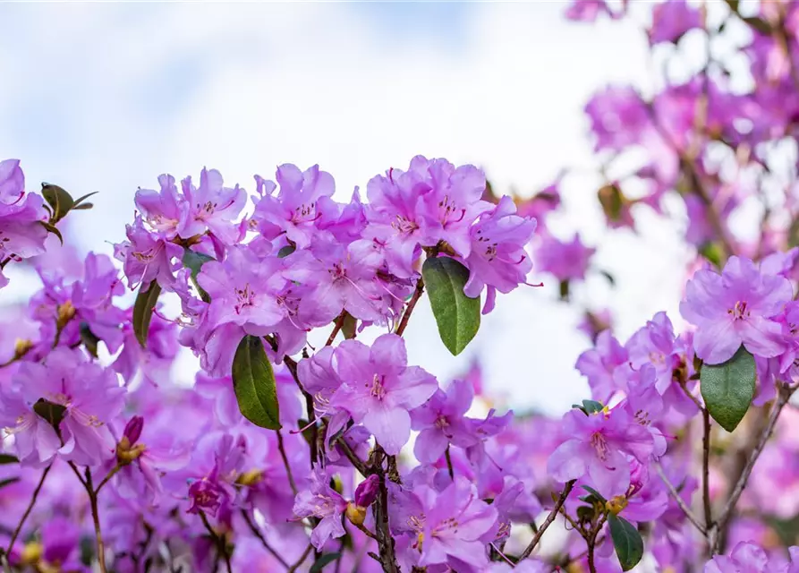 Rhododendron 'Praecox'