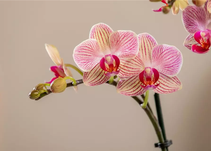 Phalaenopsis multiflora