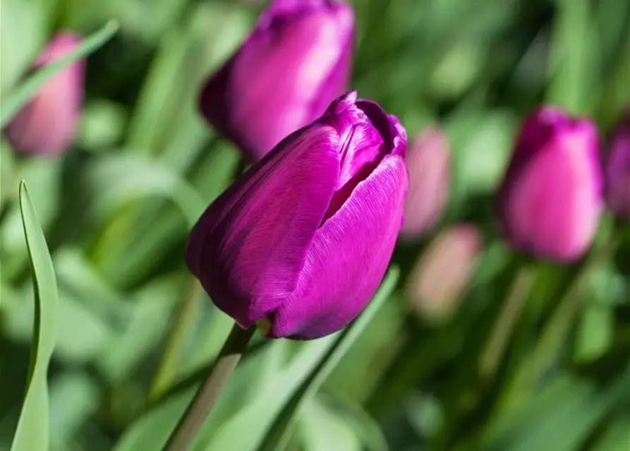 Tulpe 'Negrita'