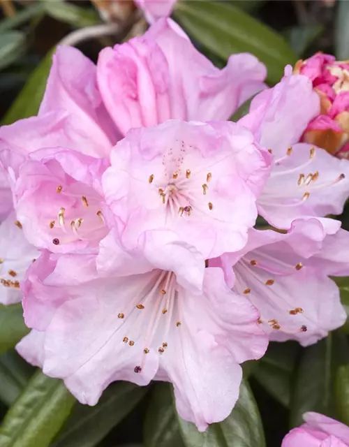 Rhododendron yakushimanum