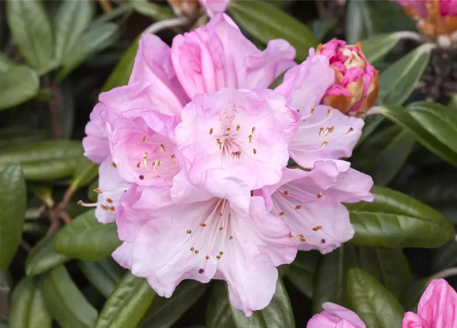 Rhododendron yakushimanum