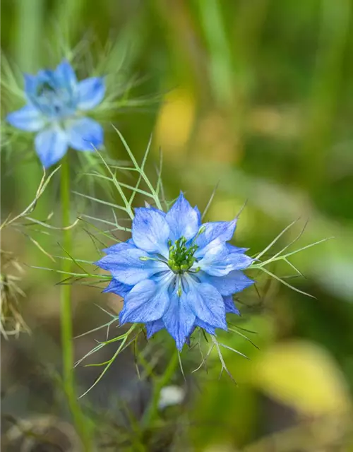 Nigella damascena