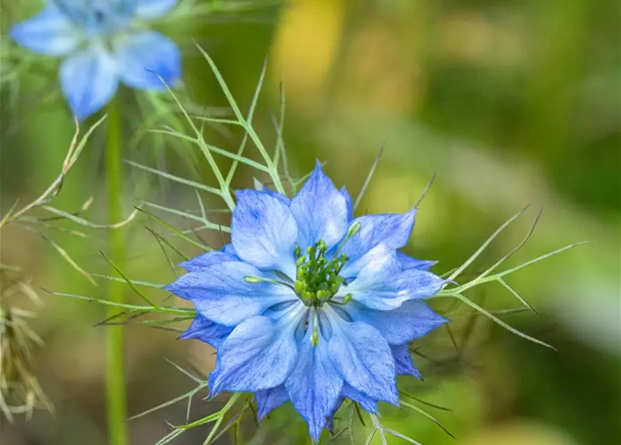 Nigella damascena