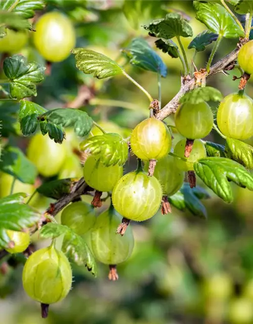 Ribes uva-crispa