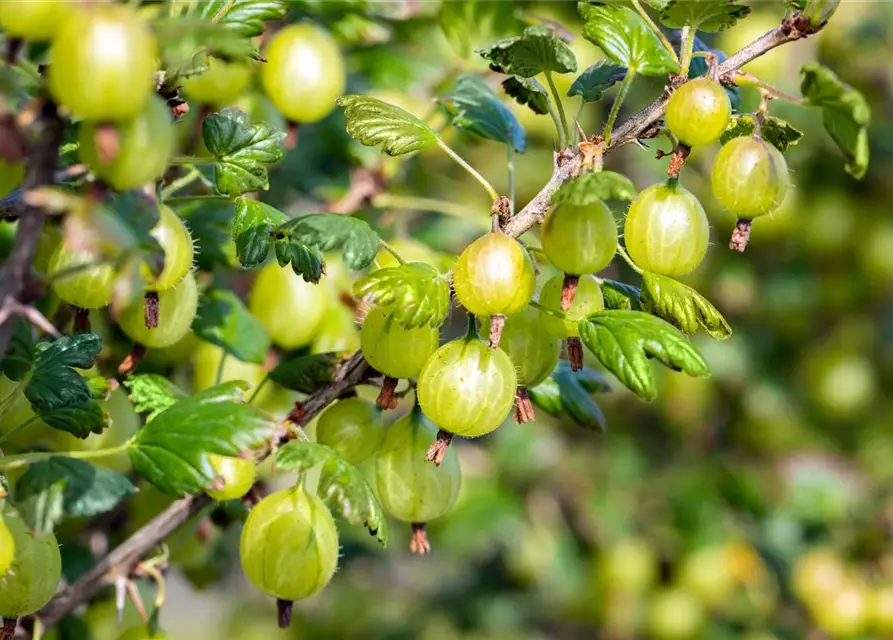 Ribes uva-crispa