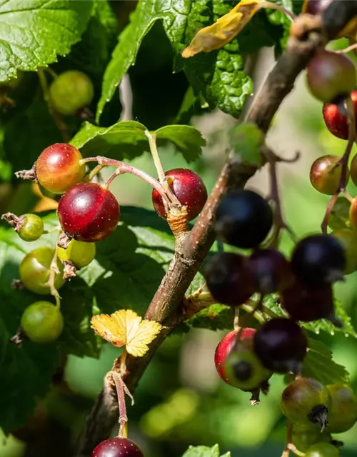 Ribes x nidigrolaria