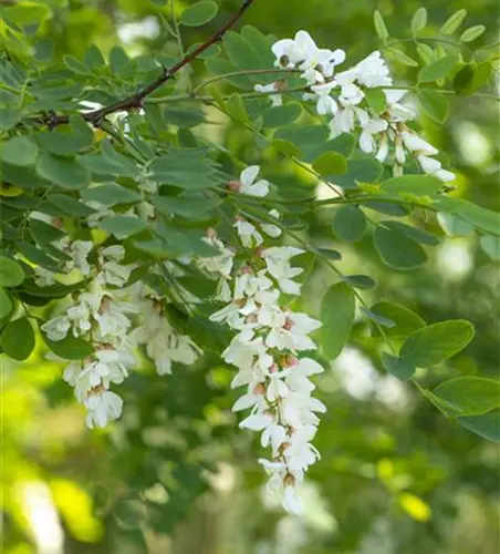 Robinia pseudoacacia