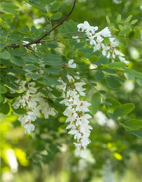 Robinia pseudoacacia