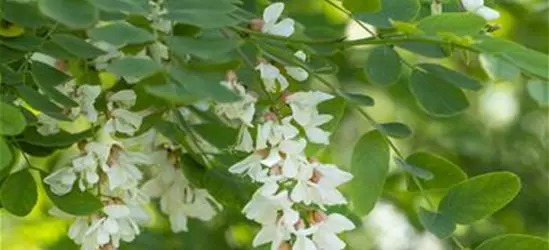 Robinia pseudoacacia