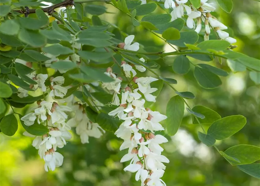 Robinia pseudoacacia