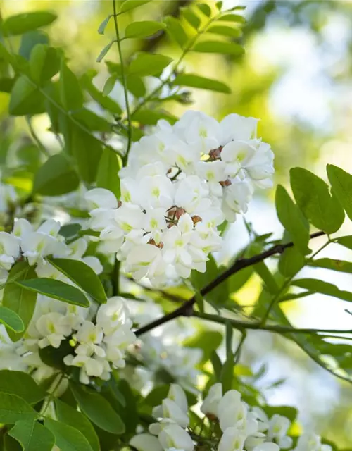 Robinia pseudoacacia