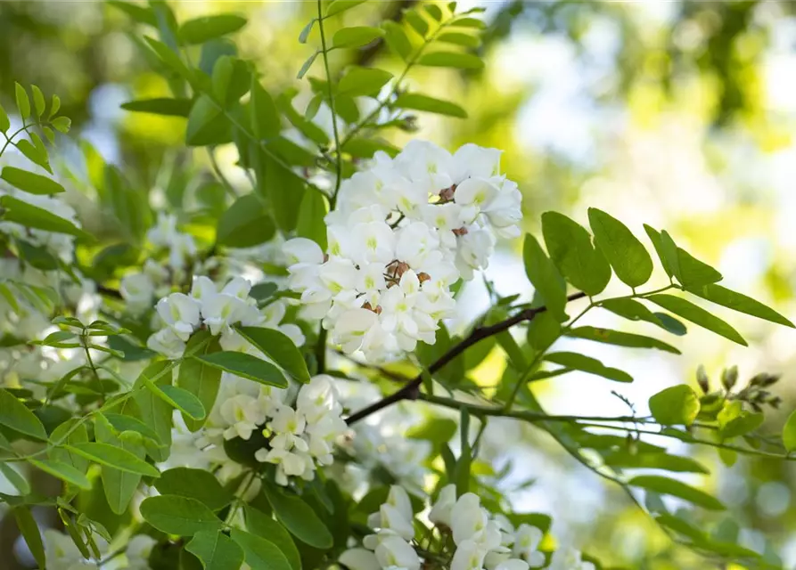 Robinia pseudoacacia