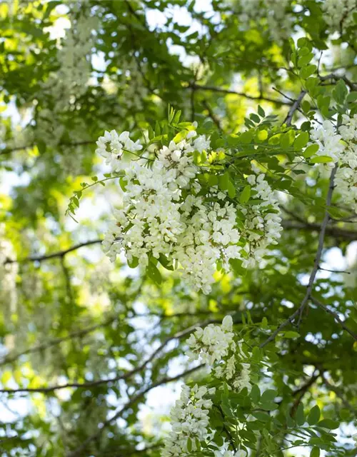 Robinia pseudoacacia