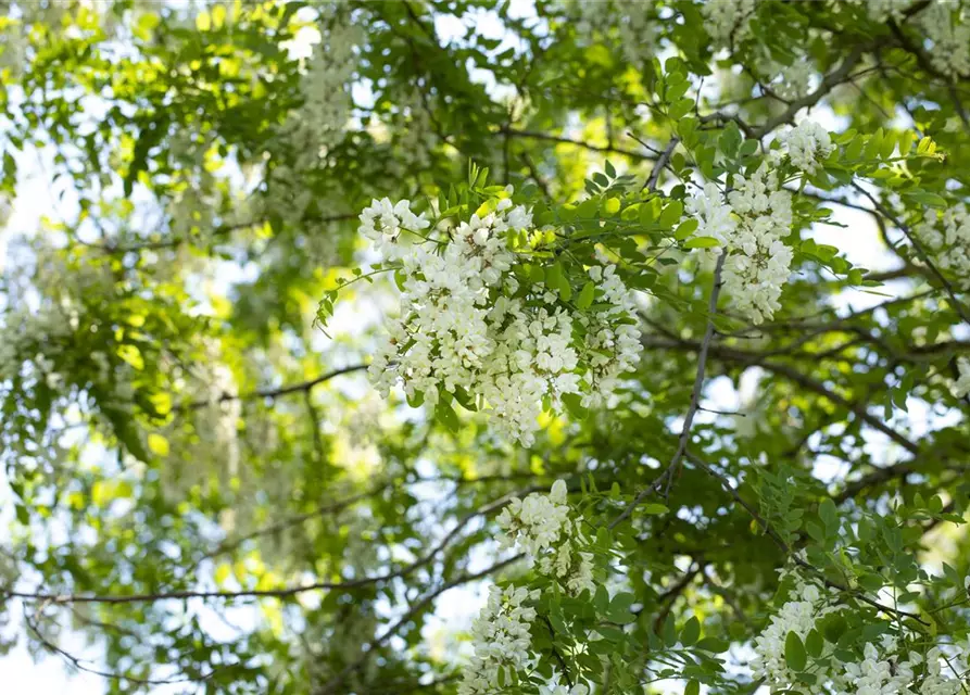 Robinia pseudoacacia