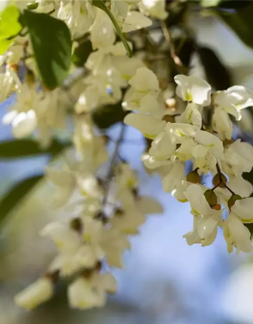 Robinia pseudoacacia