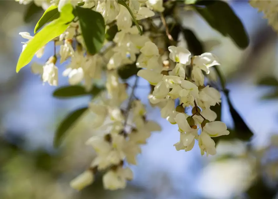 Robinia pseudoacacia