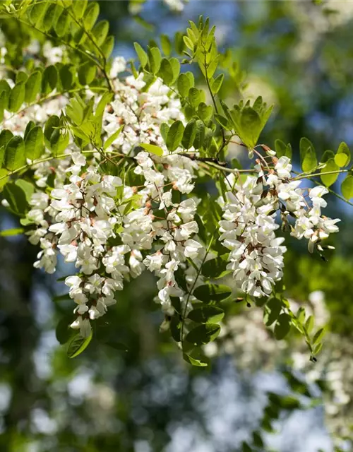 Robinia pseudoacacia