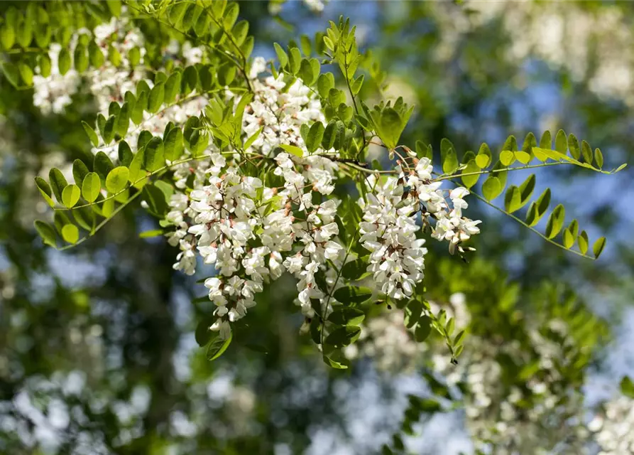 Robinia pseudoacacia