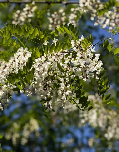 Robinia pseudoacacia