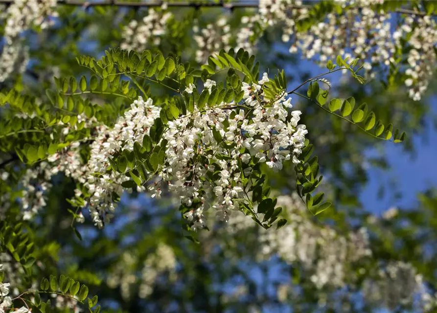 Robinia pseudoacacia